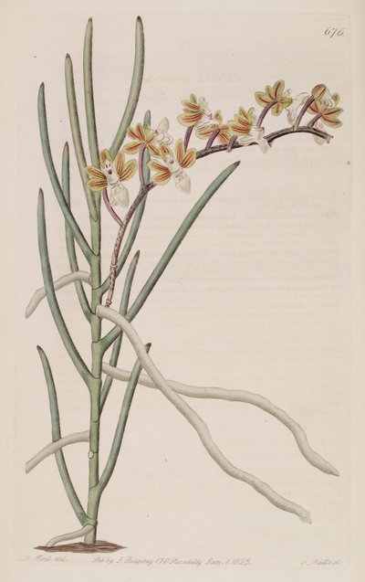 Illustration of Cleisostoma simondii (as syn. Vanda teretifolia) by M. Hart